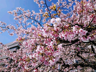 東京上野公園|春日櫻花季限定浪漫