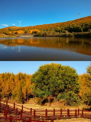 3-hour drive from Beijing | Qicai Forest, a Bashang autumn fairy tale that needs no filter  I've seen autumn colors in many places, but the one that stays in my heart is this Bashang