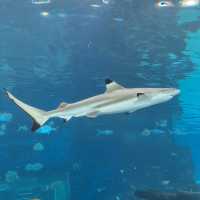 Marine encounter at Cebu Ocean Park 