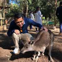 Koala Park Sanctuary Sydney @ West Pennant 🇦🇺