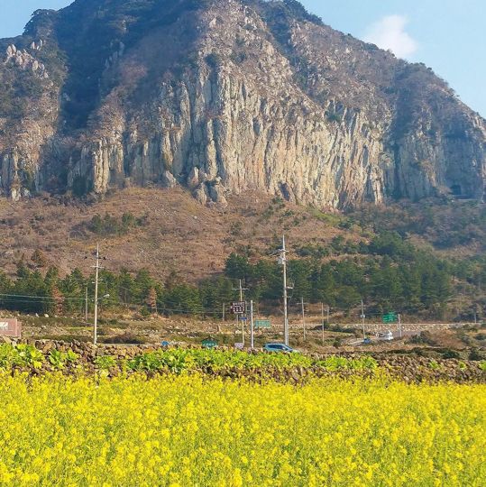 산방산뷰와 함께 볼 후 있는 제주 유채꽃밭💛