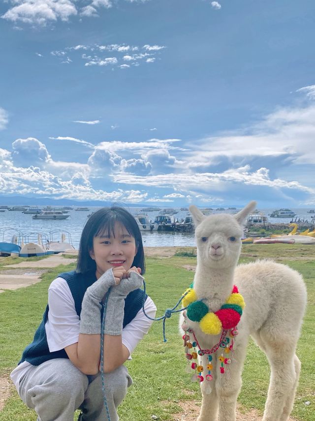 [볼리비아🇧🇴] 그림같은 풍경에서 인형같은 아가 알파카와 셀카타임