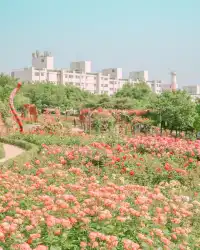 5월, 서울 장미는 무조건 여기서 즐기세요!