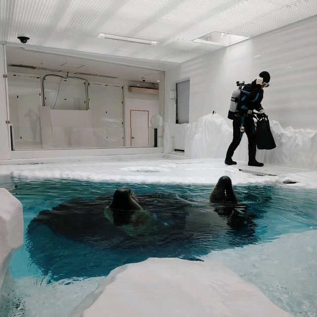 海遊館　「北極圏」来場者を覗きにくるワモンアザラシ