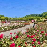 울산대공원 장미축제 2023
