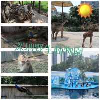 🦁 深圳野生動物園 | 親子好去處 🐼
