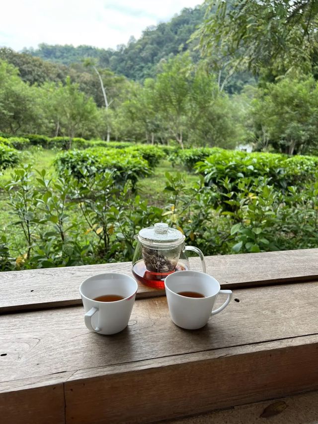 Araksa Tea Garden | Chiang Mai🌿