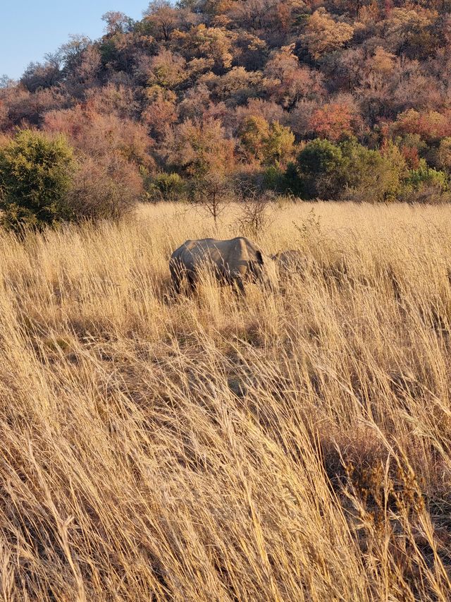 The Safari Drive At Pilanesberg National Park