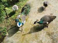 Malacca Bird Park ✨