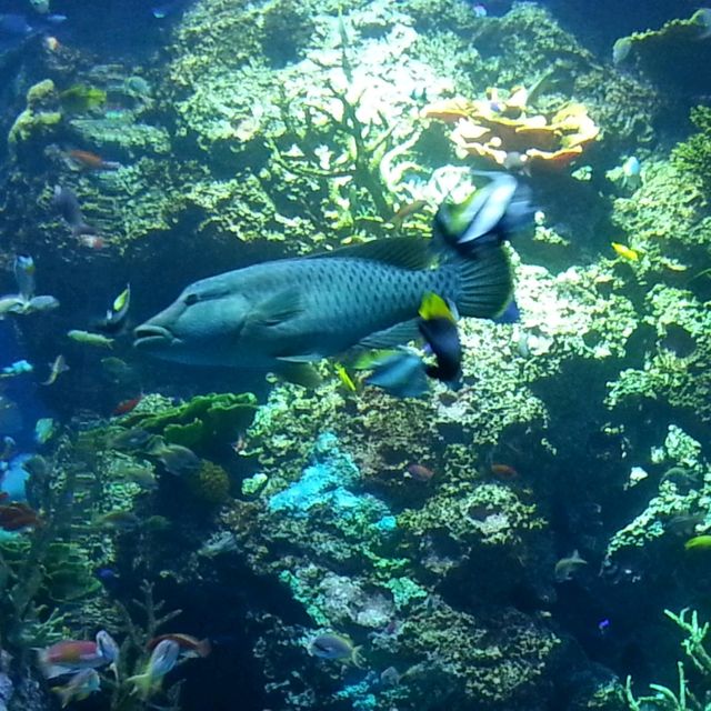 Something Fishy About SG Sea Aquarium 