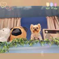 ⭐星街小區慈善寵物市集🐶🐱