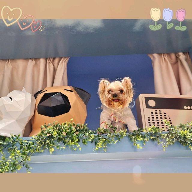 ⭐星街小區慈善寵物市集🐶🐱