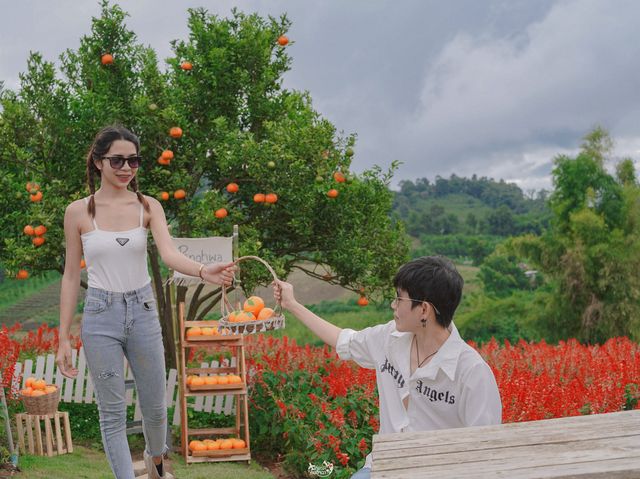 สวนดอกไม้ ป้างฮวา&สวนส้ม