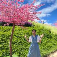 🌼🌼พักกายพักใจ💕💕ชมดอกไม้สวยๆๆ🪻🪻💐💐🌸🌼