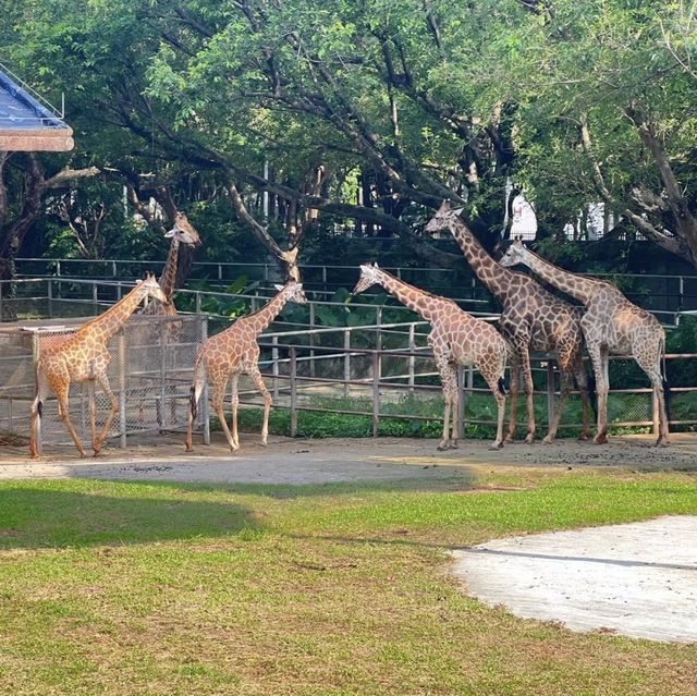 大自然的奇妙冒險！深圳野生動物園🦁🌳