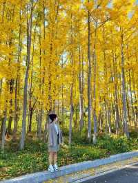 사계절 다 예쁘지만 은행나무시즌엔 더 예쁜 경주💛