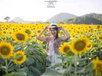 🌻ทุ่งทานตะวัน🌻@ไร่มณีศร