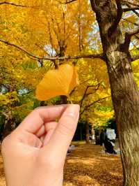 この時期におすすめ🧡秋ピクニックもうした？☺️🍁🍂🧺【東京・代々木公園】