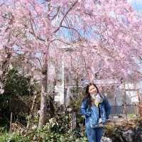 ทะเลสาบคาวากูชิโกะ (Lake Kawaguchiko)​