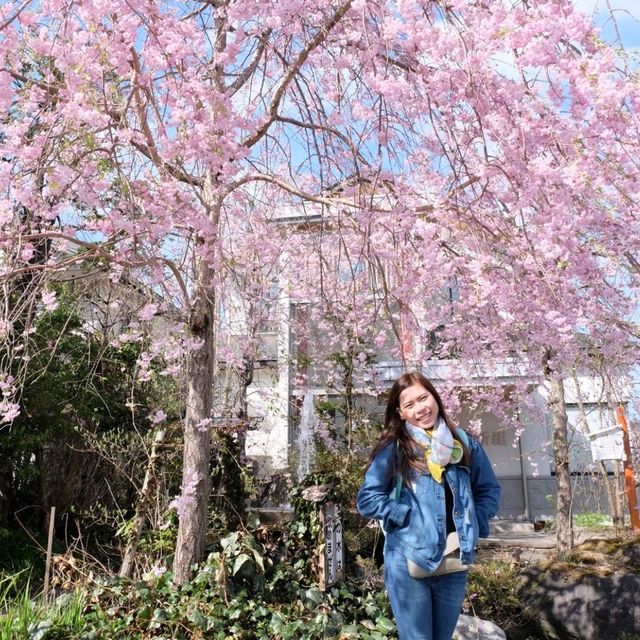 ทะเลสาบคาวากูชิโกะ (Lake Kawaguchiko)​