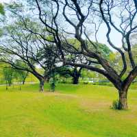 ขับรถไปสวนเบญจกิติ