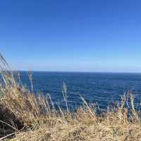 🇯🇵福岡糟屋新宮相島 超萌貓貓絕美景色🐈
