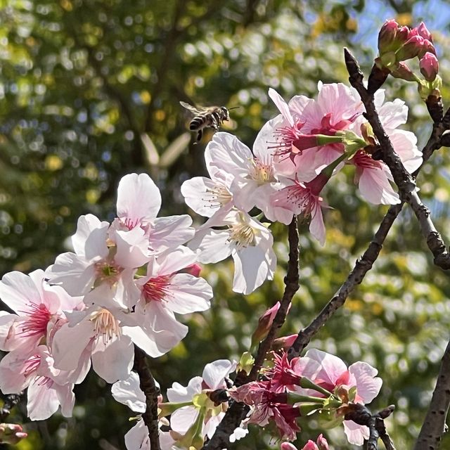 城市綠洲賞花