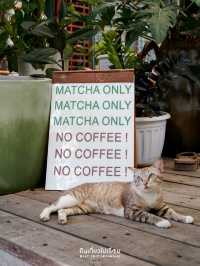 🍵 TACHUHOUSE คาเฟ่มัทฉะลับๆ ในตัวเมืองมหาชัย
