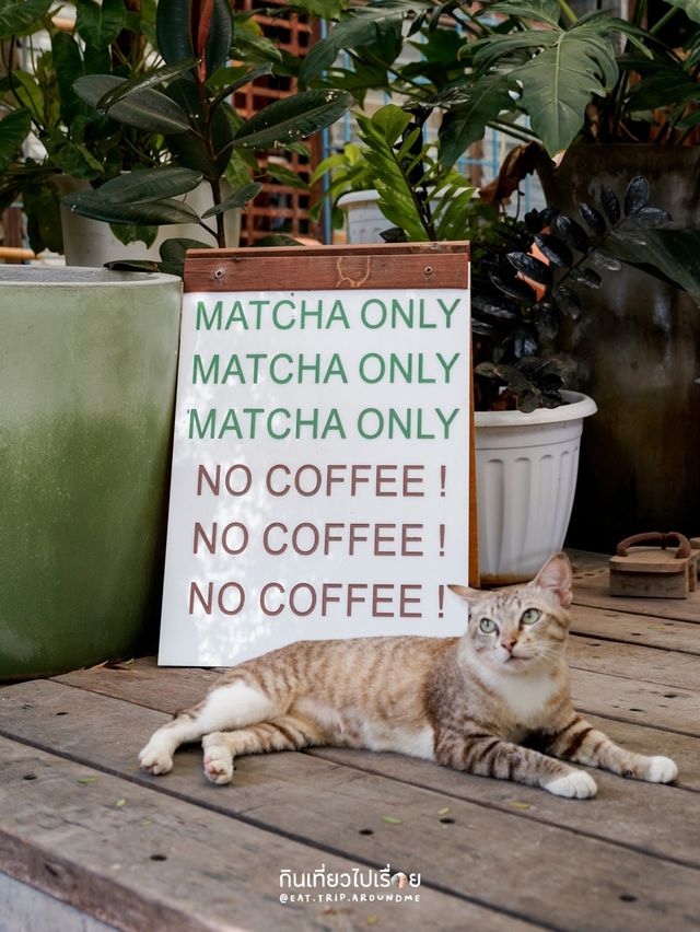 🍵 TACHUHOUSE คาเฟ่มัทฉะลับๆ ในตัวเมืองมหาชัย