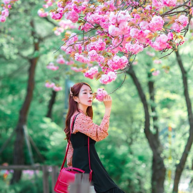 대구근교 데이트코스 겹벚꽃길 추천