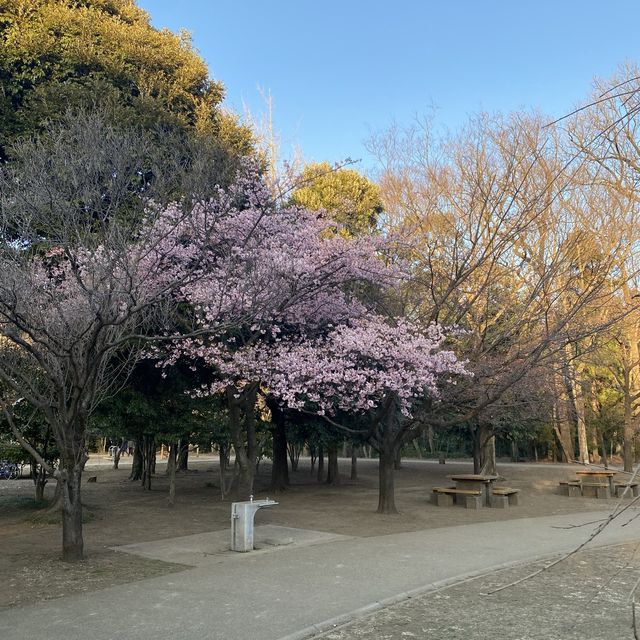 三鷹之森吉卜力美術館