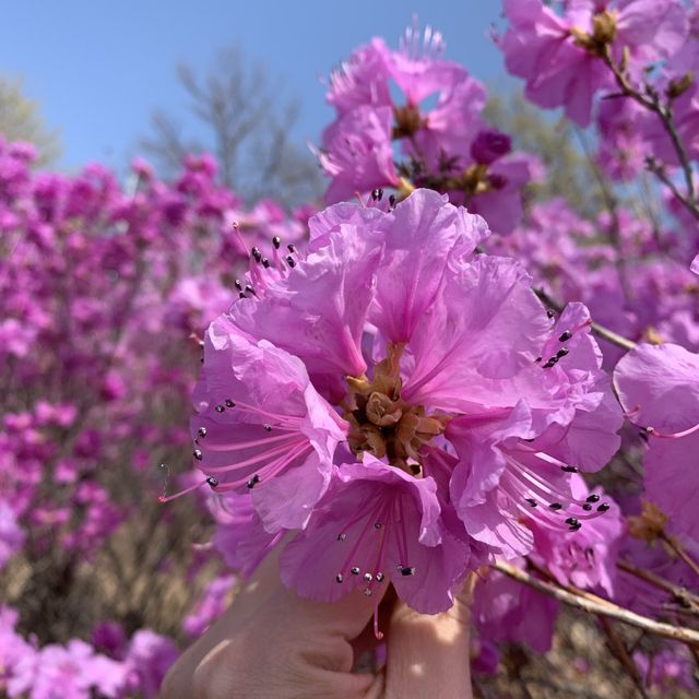 4月初是杜鵑花祭典