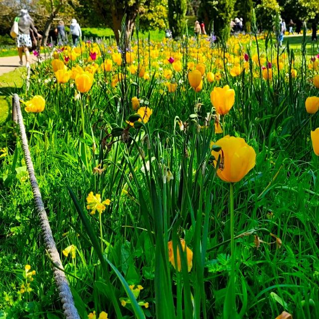 TULIP FESTIVAL IN LONDON!