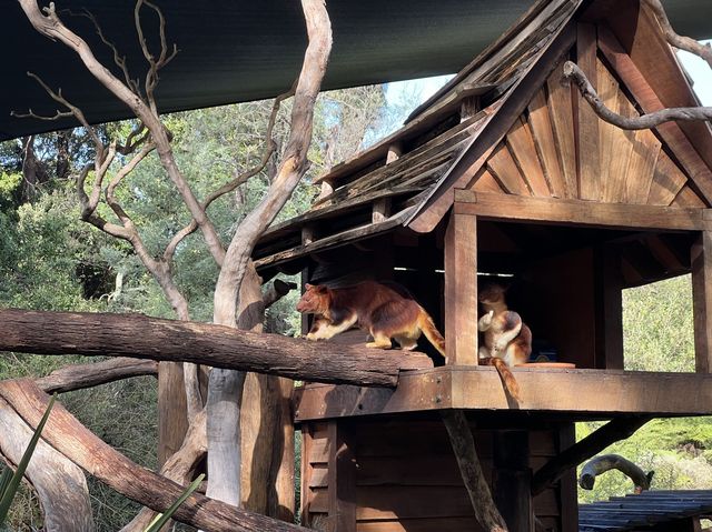 호주 동물들을 가까이서 볼 수 있는 Healesville Sanctuary