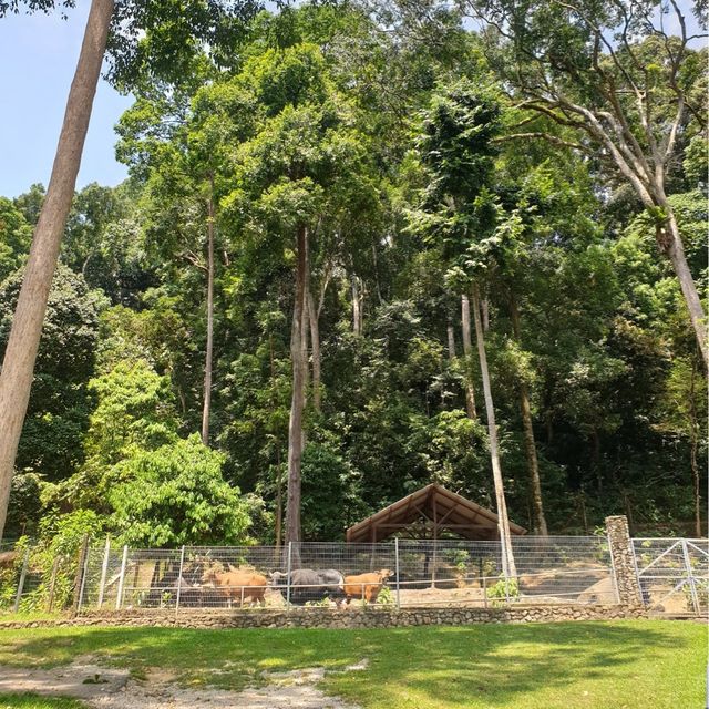 Zoo teruntum