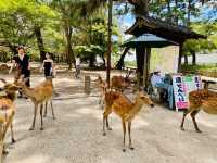 Feeding the deer in Nara 