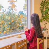 🍊감귤밭에 둘러쌓인 감귤뷰 카페 [제주, 덴드리]🍊