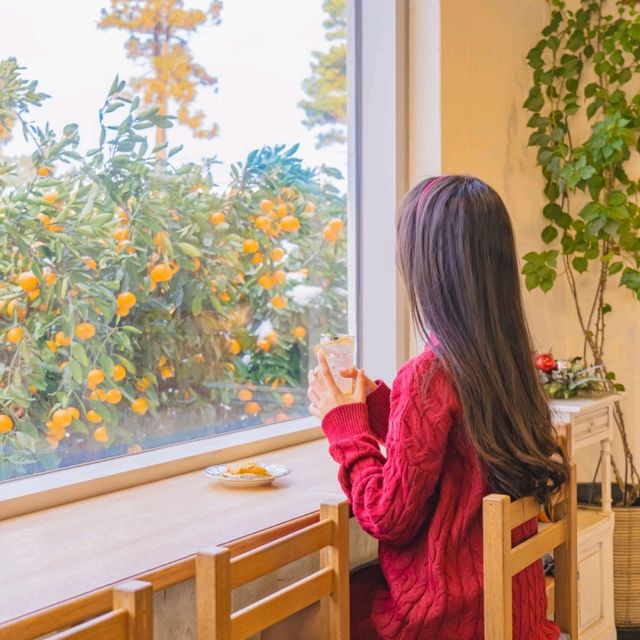 🍊감귤밭에 둘러쌓인 감귤뷰 카페 [제주, 덴드리]🍊