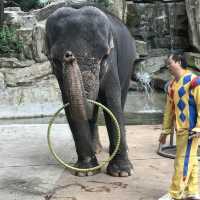 即日來回一日遊😆親子遊最佳地點🥰深圳野生動物園
