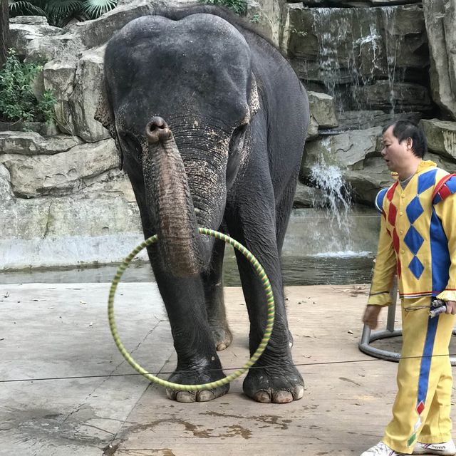 即日來回一日遊😆親子遊最佳地點🥰深圳野生動物園