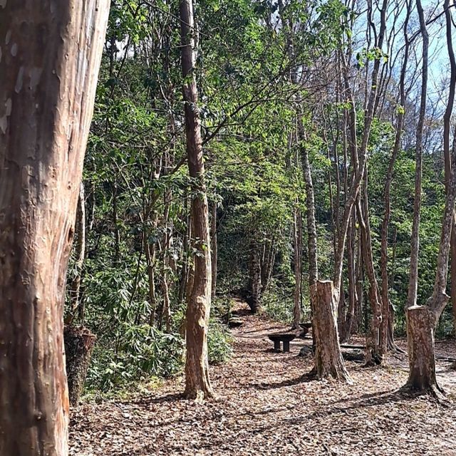 呼吸芬多精好地方