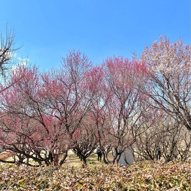 대구 매화 명소 남평문씨본리세거지🧚🏻♀️ 대구 매화 명소 남평문씨본리세거지🧚🏻♀️