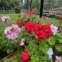 🪻🌺🌸🌷花花世界天水圍公園