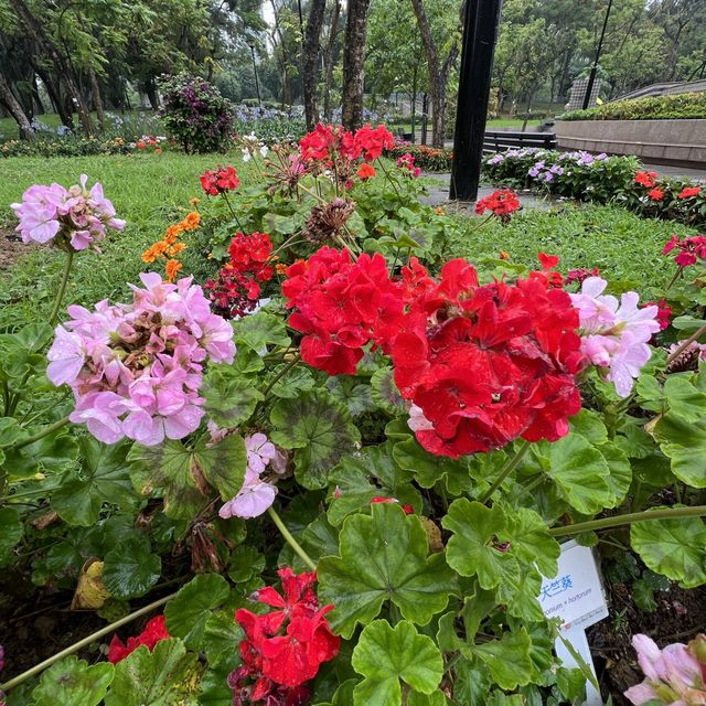 🪻🌺🌸🌷花花世界天水圍公園 🪻🌺🌸🌷花花世界天水圍公園