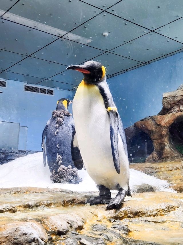 【桃園】X-PARK 水族館：沉浸式體驗海洋世界