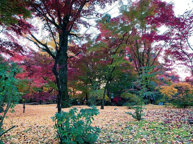 เที่ยวใบไม้เปลี่ยนสี เกียวโต วัดเอกันโดเซ็นริน 🍁⛩️