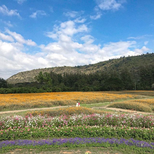 จิม ทอมป์สัน ฟาร์ม - Jim Thompson Farm