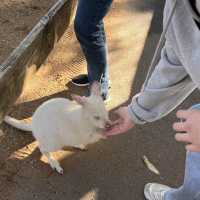 시드니 야생동물원 추천 Featherdale Sydney Wildlife Park