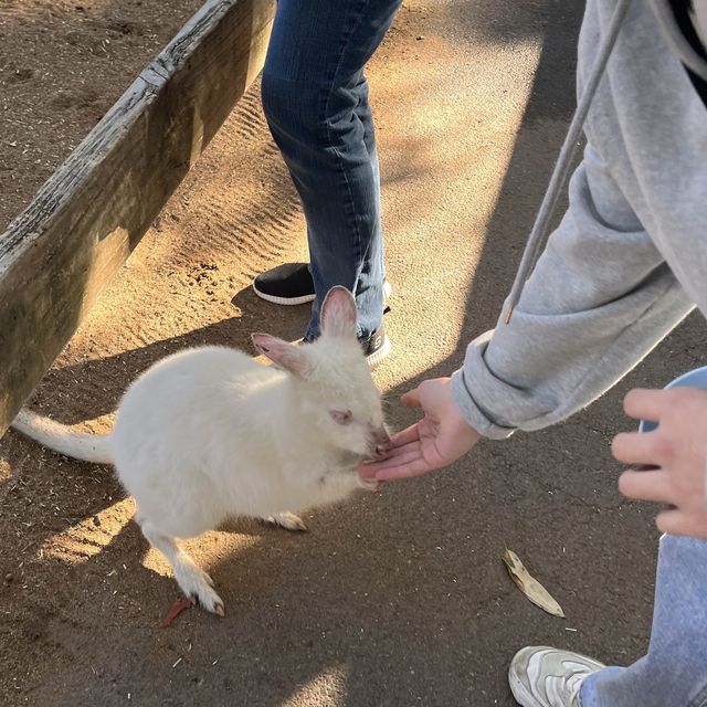 시드니 야생동물원 추천 Featherdale Sydney Wildlife Park