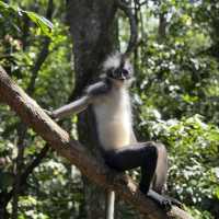 Jungle trek in Bukit Lawang - Indonesia